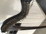 Telynau Teifi Robyn Harp 34 lever excellent condition - thumbnail picture 3